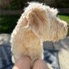 doglova29